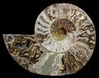 Inch Wide Choffaticeras Ammonite - Rare Species #3530-4
